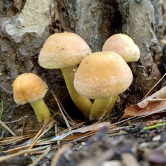 Hypholoma fasciculare