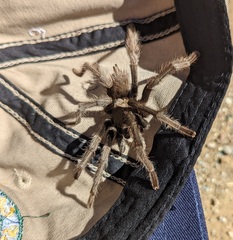 Aphonopelma eutylenum