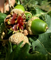 Andricus dentimitratus