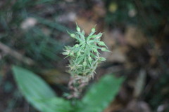 Habenaria stenopetala