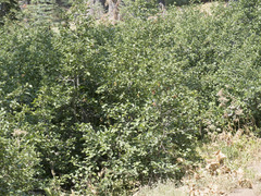 Alnus incana tenuifolia