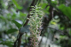 Habenaria stenopetala