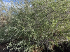Ceanothus leucodermis