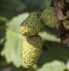 Alnus incana tenuifolia