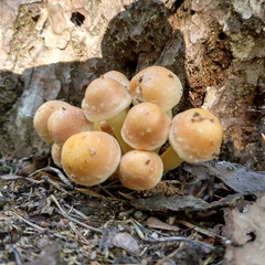 Hypholoma fasciculare