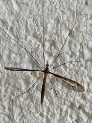 Tipula