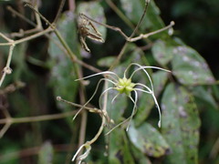 Clematis morii