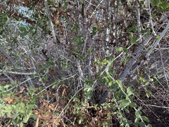 Ceanothus leucodermis