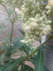 Frieseomelitta paupera