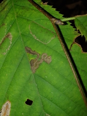 Stigmella betulicola