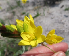 Ixia dubia