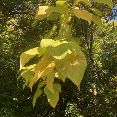 Catalpa speciosa