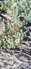 Nolana crassulifolia