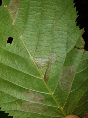 Stigmella betulicola