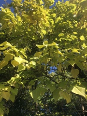 Catalpa speciosa