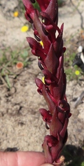 Disa atrorubens