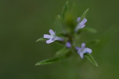 Verbena bracteata