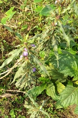 Hygrophila auriculata