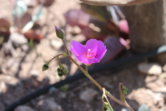 Cistanthe grandiflora