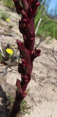 Disa atrorubens