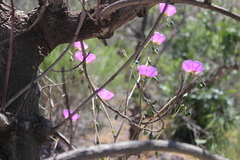 Cistanthe grandiflora