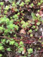 Illecebrum verticillatum