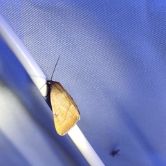 Galgula partita