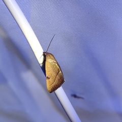 Galgula partita