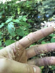 Thalictrum clavatum