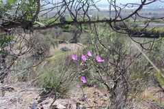 Cistanthe grandiflora