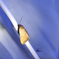 Galgula partita