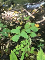 Thalictrum clavatum