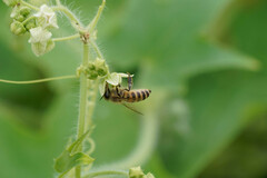 Apis cerana japonica