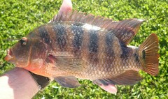 Mayaheros urophthalmus