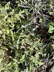 Chamaesaracha sordida