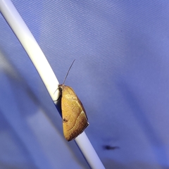 Galgula partita