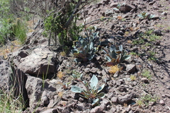 Cistanthe grandiflora