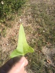 Erythrina herbacea
