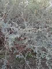 Atriplex halimus