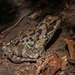 European Common Frog - Photo (c) OggioniAle, some rights reserved (CC BY-NC-ND), uploaded by OggioniAle