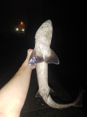 Mustelus