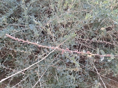 Atriplex halimus