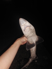 Mustelus