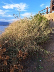 Atriplex halimus