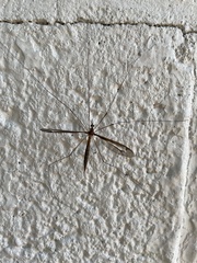 Tipula
