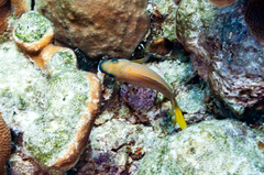 Microspathodon chrysurus