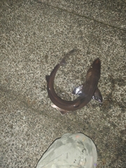 Mustelus