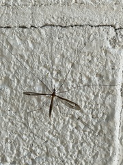 Tipula