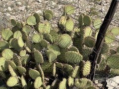 Opuntia strigil