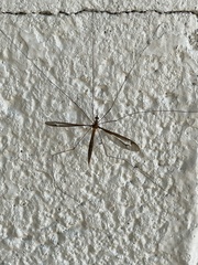 Tipula